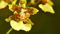Orchid golden shower - about 1cm across (Iguana Lodge - Osa Peninsula, near Puerto Jimenez)